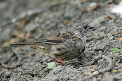 Prunella modularis occidentalis