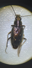 Bembidion inaequale