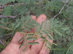 Mimosa grahamii