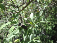 Staluptus marginalis