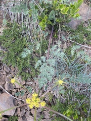 Lomatium martindalei