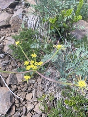 Lomatium martindalei