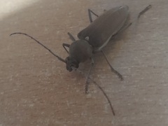 Hesperophanes sericeus