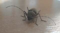 Hesperophanes sericeus