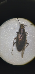 Bembidion inaequale