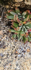 Dudleya pauciflora