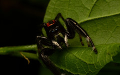 Phidippus clarus