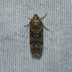 Chionodes formosella