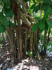 Ficus obtusifolia