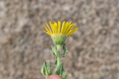 Heterotheca fulcrata