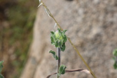 Heterotheca fulcrata