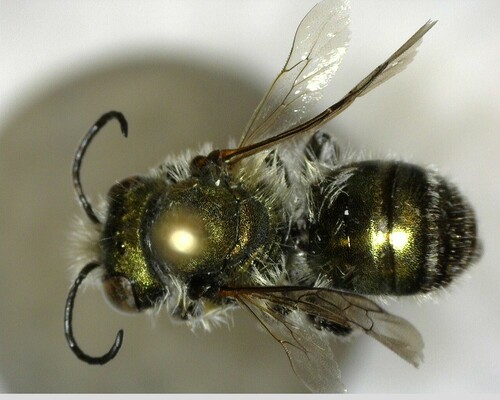 iNaturalist observation photo of Mason Bees