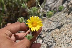 Heterotheca fulcrata