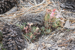 Dudleya pauciflora