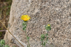 Heterotheca fulcrata