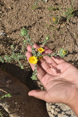 Heterotheca fulcrata