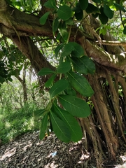 Ficus obtusifolia
