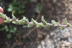 Heterotheca fulcrata