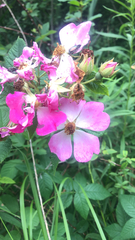 Rosa setigera