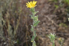 Heterotheca fulcrata