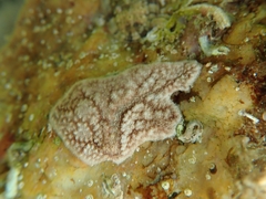 Lissoclinum