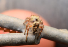 Phidippus princeps