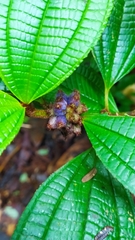 Miconia conglomerata