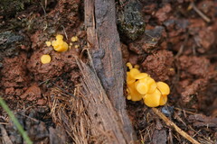 Phaeohelotium baileyanum