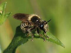 Choerades fuliginosa