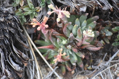 Dudleya pauciflora