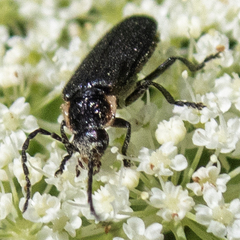 Polemius laticornis