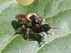 Choerades fuliginosa