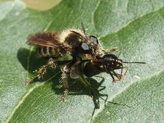 Choerades fuliginosa