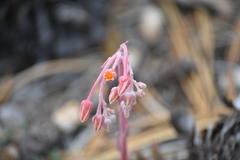 Dudleya pauciflora