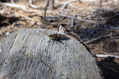 iNaturalist observation photo of Bee-mimic Robber Flies