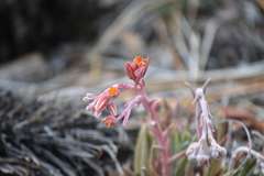 Dudleya pauciflora