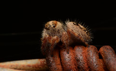 Phidippus princeps