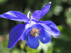 Aquilegia pyrenaica
