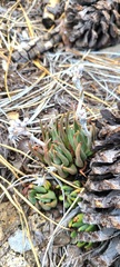 Dudleya pauciflora