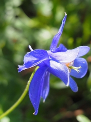 Aquilegia pyrenaica