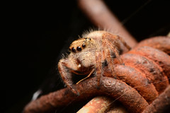 Phidippus princeps