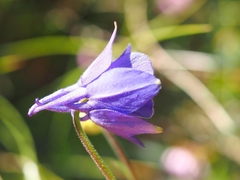 Aquilegia pyrenaica