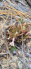 Dudleya pauciflora