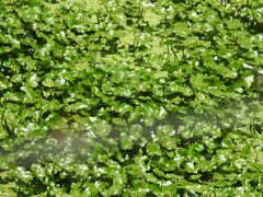 Hydrocotyle ranunculoides