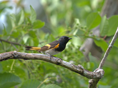 Setophaga ruticilla image