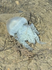 Catostylus