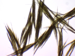 Aphanizomenon flosaquae