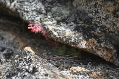 Dudleya pauciflora