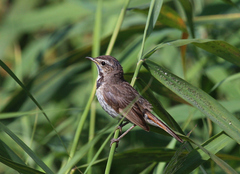 Luscinia svecica