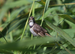 Luscinia svecica